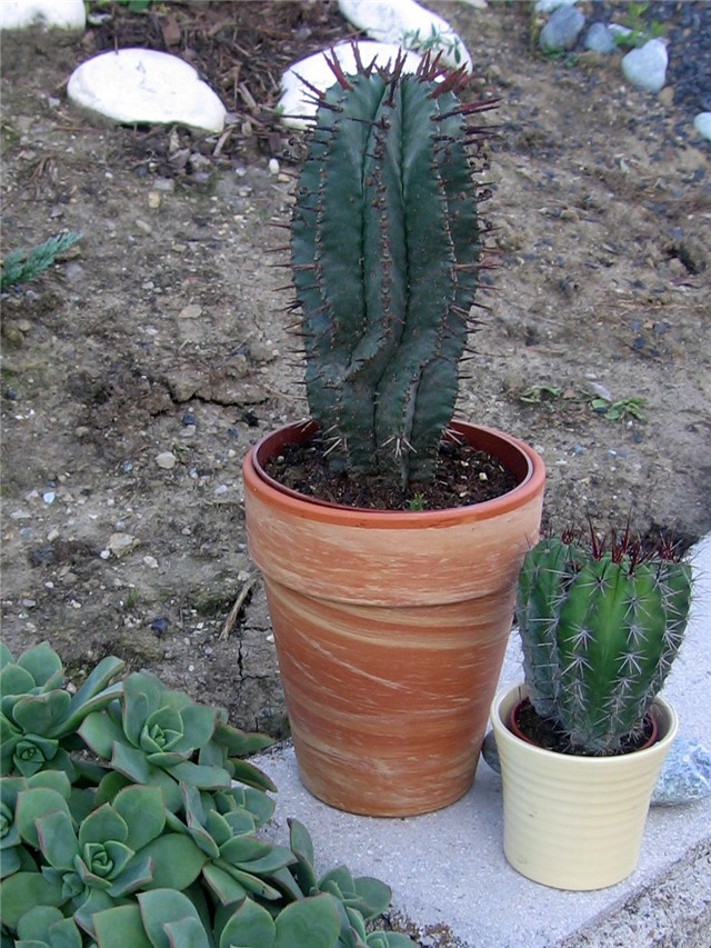 Euphorbia horrida